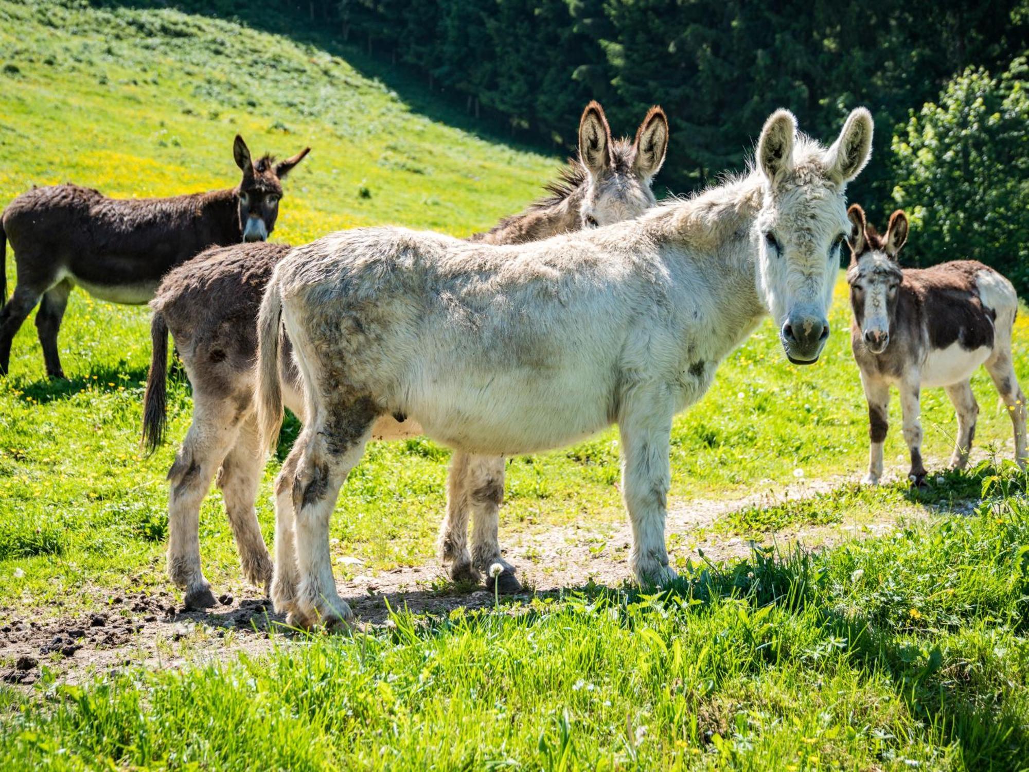 Hotel Berggasthof Duftbraeu I Ruhige Alleinlage I Mitten Im Gruenen